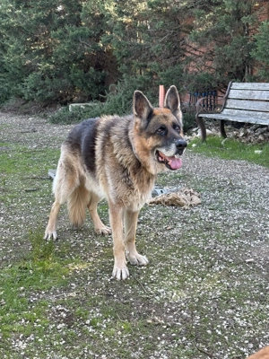 Schäferhundrüde Renzo sucht Zuhause Bild 4