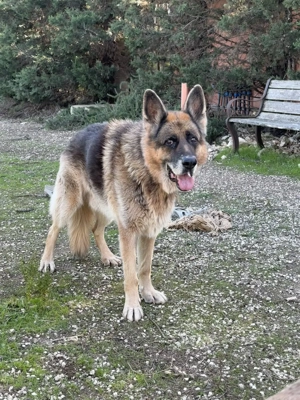 Schäferhundrüde Renzo sucht Zuhause Bild 6