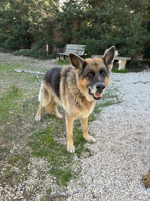Schäferhundrüde Renzo sucht Zuhause Bild 7