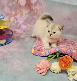 Zauberhafter BKH Kätzchen, suchen liebevolles Zuhause. Komplet geimpft