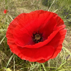 Du Bist Weiblich Attraktiv und Zuverlässig ? Melde Dich ! 