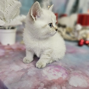 Zauberhafter Kitten, suchen liebevolles Zuhause. Komplet geimpfte Kätzchen