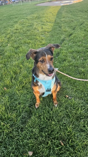 Hündin Leyla sucht liebevolles neues Zuhause 