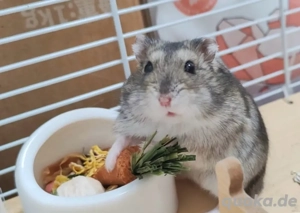 Hamsterbaby sucht neues zuhaus