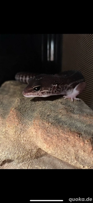 0.4 Panda, MSS Leopardgeckos