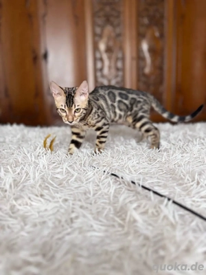 Bengal-Kätzchen  WhatsApp: (15510055069)