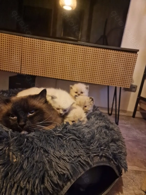 Süße kleine Kitten 