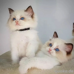 Ragdoll-Kätzchen (männlich und weiblich)