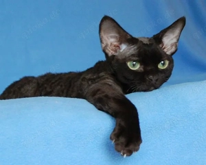 Devon Rex weiblich 8 Monate