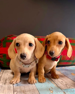 zauberhafte Zwergdackel Welpen ( amerikanischer Schlag)