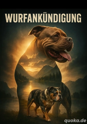 Old English Bulldog Welpen Wurfankündigung mit Ahnentafeln 