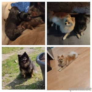 Pomeranian Welpen mit Zubehör 