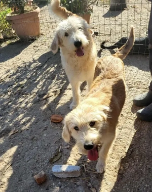 Erwin - die kleine Knutschkugel (wartet in Rumänien) Bild 6