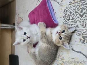 BKH-KÄTZCHEN mit Stammbaum,Impfpass 