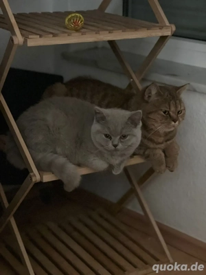 BKH kitten sucht zuhause 