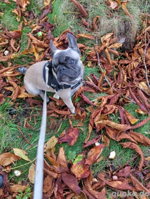 Französische bulldogge 
