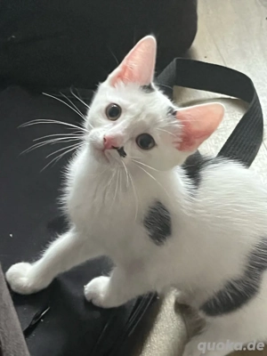 3 super verschmuste türkisch van mix kitten toll gezeichnet suchen sofort