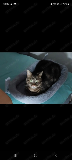 2 Katzen (Notabgabe)