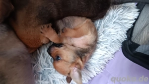 Süße Jack Russel Mix Welpen