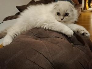  BKH scot tisch f-old Kater weiß weiss BKH Polar Britisch Perser  Bild 4