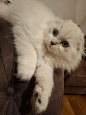  BKH scot tisch f-old Kater weiß weiss BKH Polar Britisch Perser  Bild 3