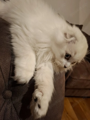  BKH scot tisch f-old Kater weiß weiss BKH Polar Britisch Perser  Bild 2