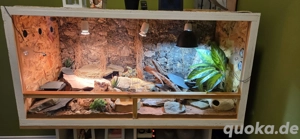 2 Leopardgeckos mit Terrarium 