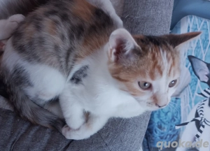 EKH Bengal mix glückskatzen kitten 