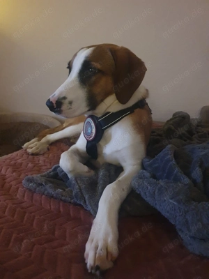 Zuhause gesucht für Ivy