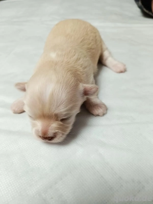 Chihuahua Babys