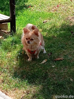 Chihuahua Babys Bild 2