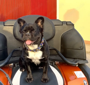 Premium Französische Bulldoggen Fluffy aus promovierter Zucht 