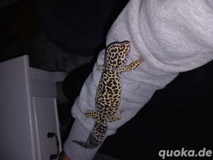 1,1 leopardgeckos Tausch möglich  Bild 4