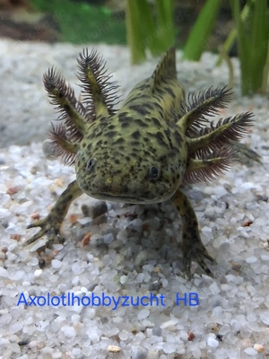 Axolotl direkt vom Züchter. Bd-geprüft. Wasserpflanzen-Begleitfische.Versand Di.-Do. Bild 2