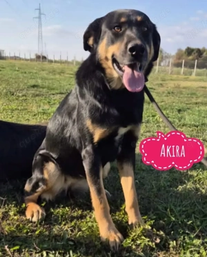 Akira, ruhige und absolut verträgliche Rottweiler Mischlingshündin
