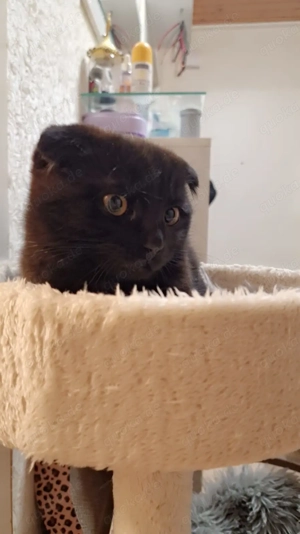 Skotisch 5 Monate alt sucht ein neues Zuhause 