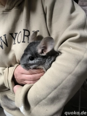 2 weibliche chinchillas 