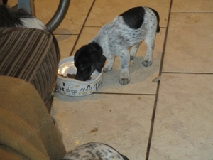 Junge Jack Russel Terrier Mischlingswelpen suchen verantwortungsvolle Besitzer