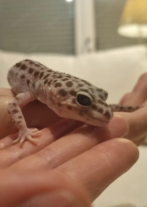 Leopardgeckos (zwei Weibchen) zu verkaufen