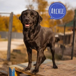 Archie, Labrador Mix braucht nun endlich ein Zuhause