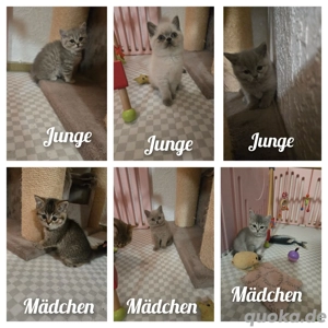 BKH Kitten ab sofort 