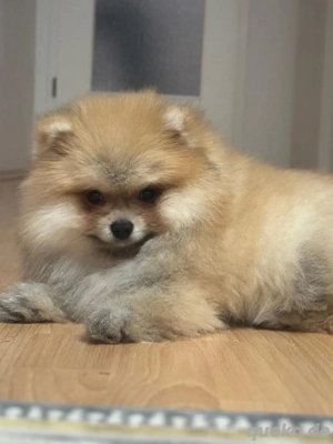 Reinrassiger Pomeranian, Rüde