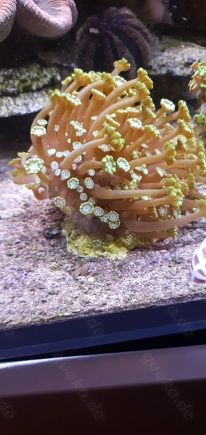 Meerwasser Koralle Alveopora Tennisball groß!
