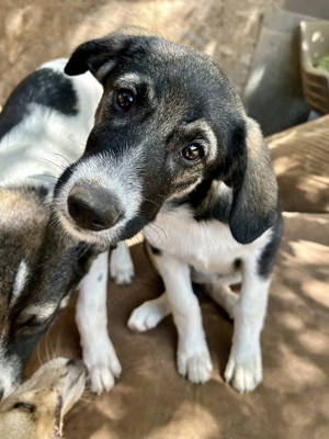 Laila bezaubert alle mit ihrem Charme Bild 4