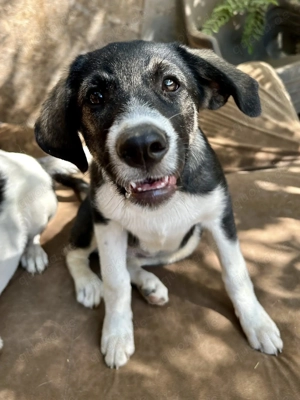 Laila bezaubert alle mit ihrem Charme Bild 2