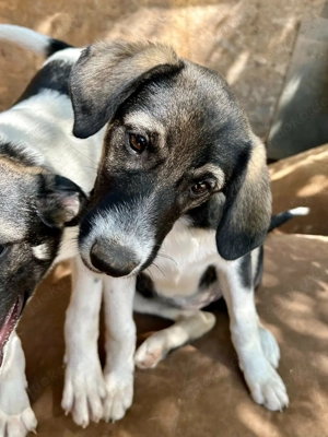 Laila bezaubert alle mit ihrem Charme Bild 6