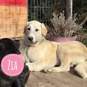 Zia, junge, liebe und verschmuste Akbash Mischlingshündin