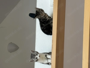  Zwei süße Babykatzen abzugeben   12 Wochen alt   Am liebsten zusammen!