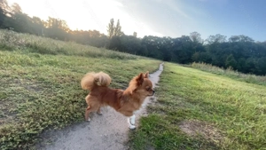 Deckrüde Chihuahua - Rocky 