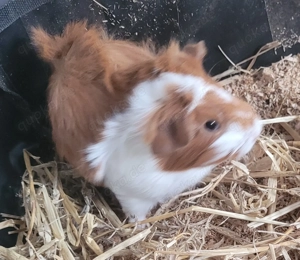 Meerschweinchen Jungtiere